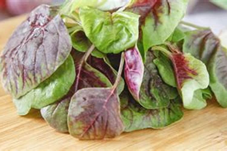 苋菜喜欢什么肥料