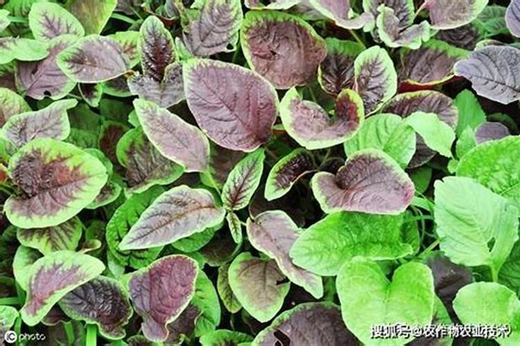苋菜长出多大可以施肥