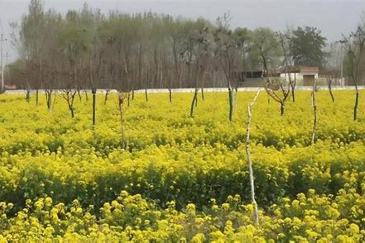 芸苔素真正的作用是什么？