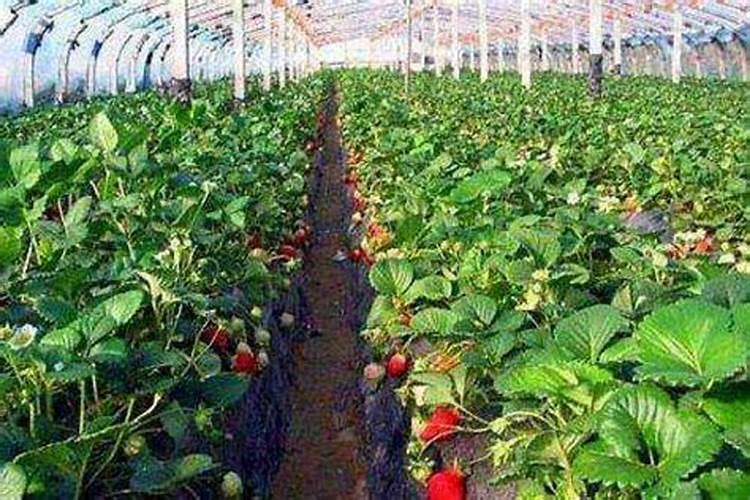种植山药塌沟了用什么办法补救