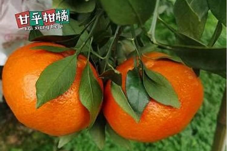 沃柑果皮粗厚怎么办