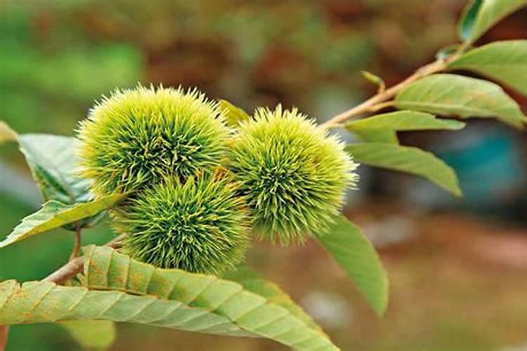 赤霉素、芸苔素、多效唑用法大汇总!