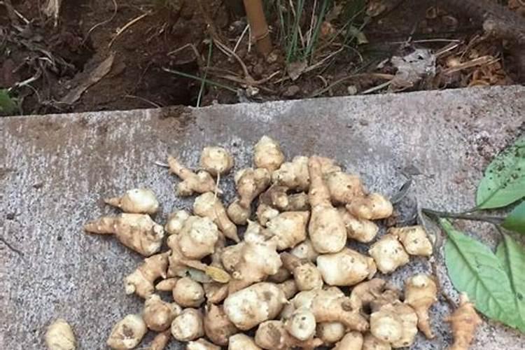 种姜种芋头用什么肥料好