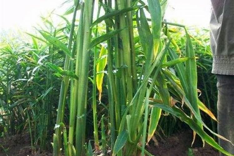 生姜大培土后用什么肥