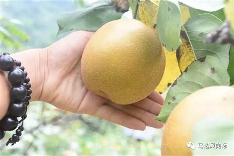 种植梨不甜的话怎么让梨变甜呢