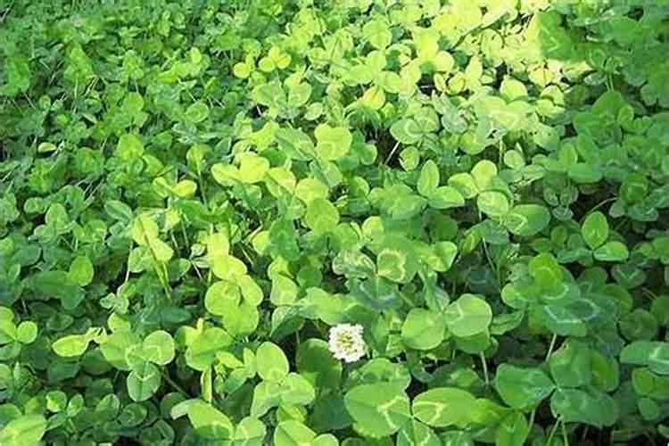 白三叶草种子种植方法种植白三叶草有什么用途