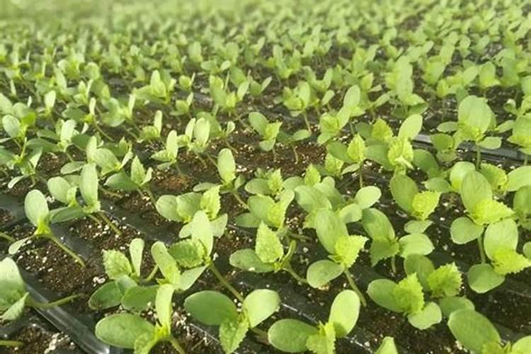 甜瓜临近成熟能不能冲施果蔬宝呢？