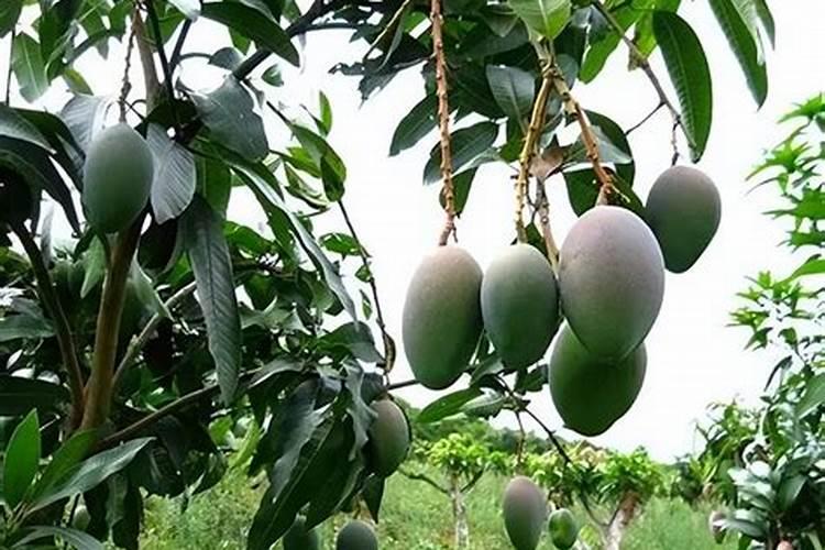 芹菜施肥烧坏了根怎么补救？