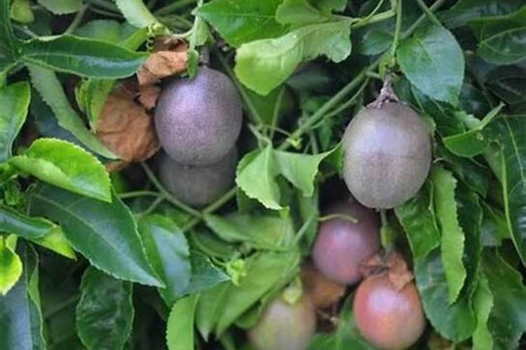 百香果花期要施什么肥才能结果？