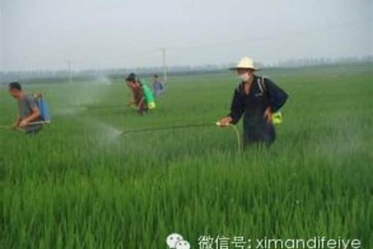 说说葡萄上使用钙和镁的事,如何正确的补充钙镁肥？