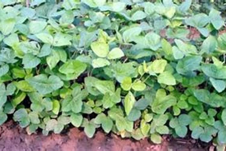 大豆开花期打什么叶面肥好 大豆用什么肥