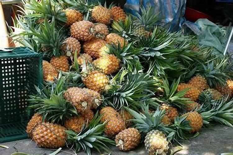 吃完菠萝皮别扔,沤肥没异味,花吃了疯长叶子绿油油!