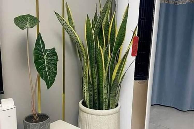 为什么虎皮兰总是不开花呢？