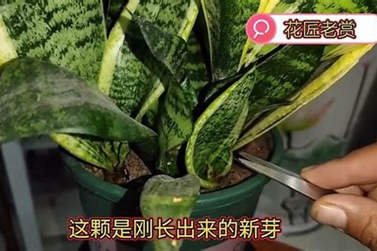 虎皮兰为什么不开花