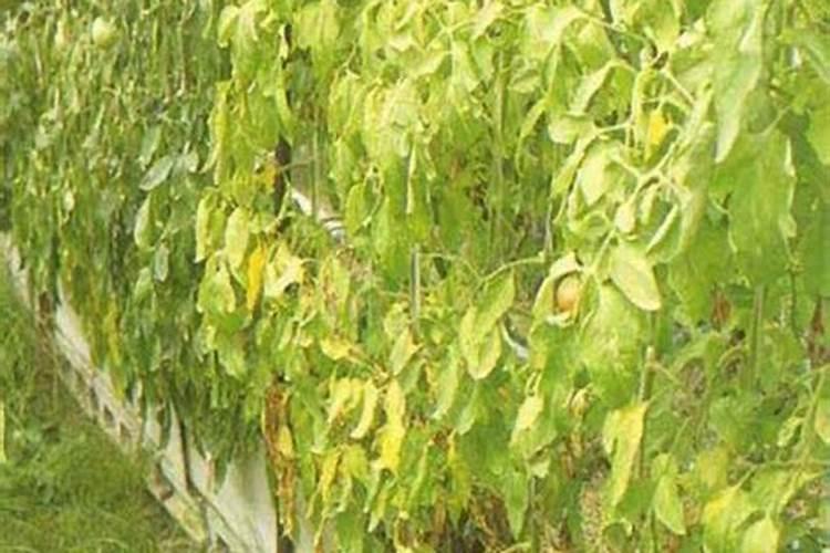 无花果树氮肥用量不足有哪些症状？