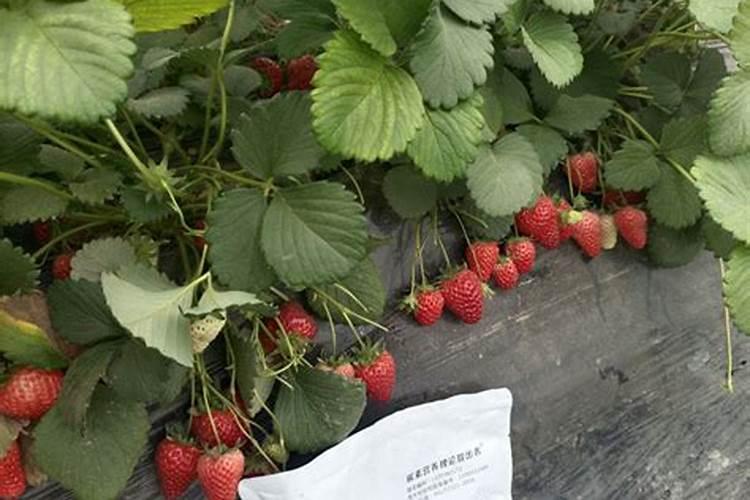 豆子煮熟后怎样发酵才能当肥料 可以当花肥吗