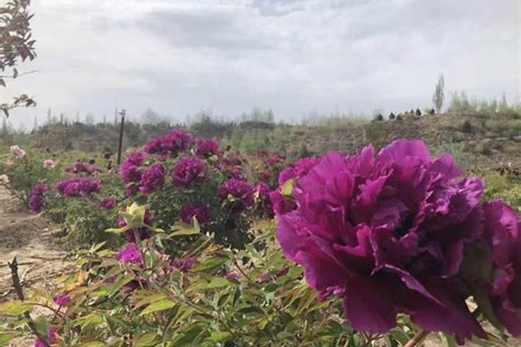 牡丹花喂什么肥开花更鲜艳
