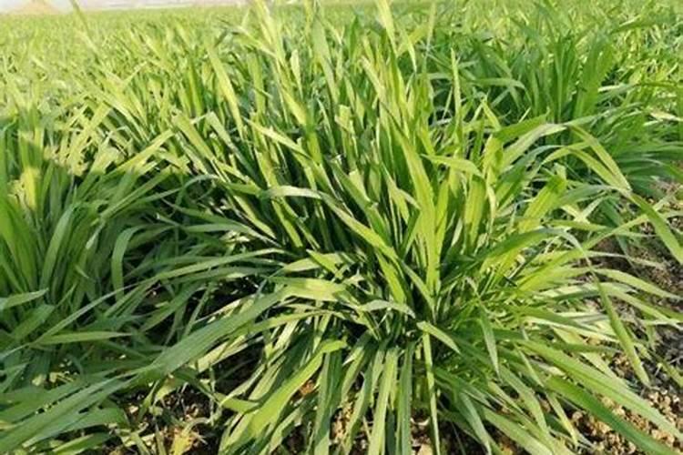 种植甘蔗使用芸苔素有哪些作用？