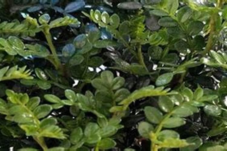 清香木用什么肥料