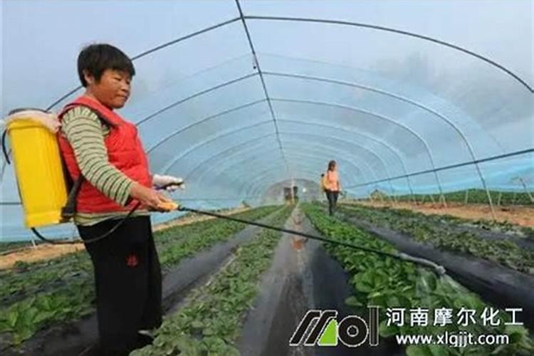 五十克的德国碧护多少钱一瓶？
