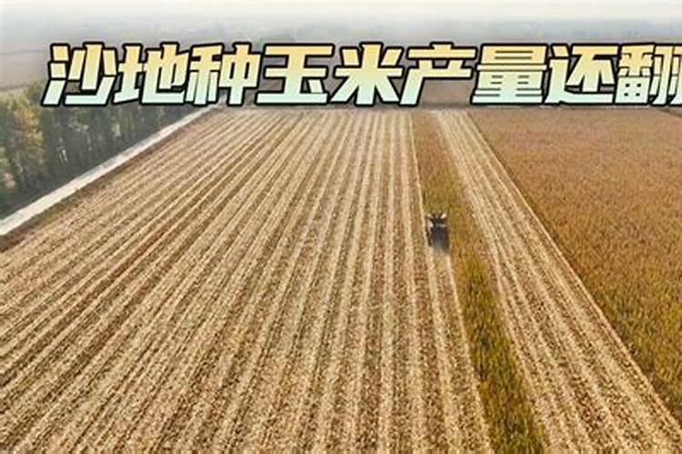 试用什么化肥可以调理盐碱地