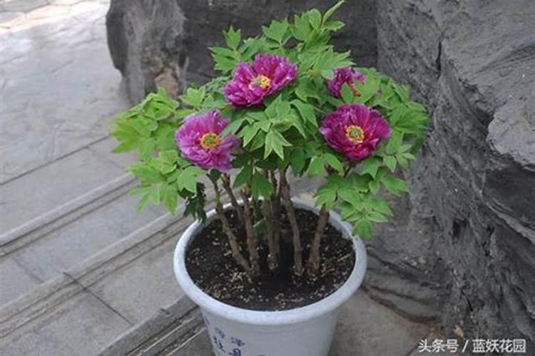 牡丹有花苞了怎么施肥？