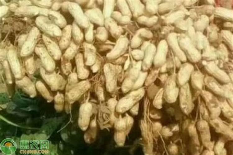 有人知道花生怎么施肥吗,还有用什么肥料好一点？