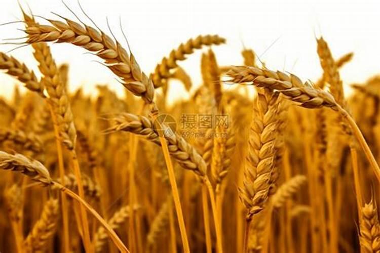 叶面肥怎么用？小麦叶面肥。