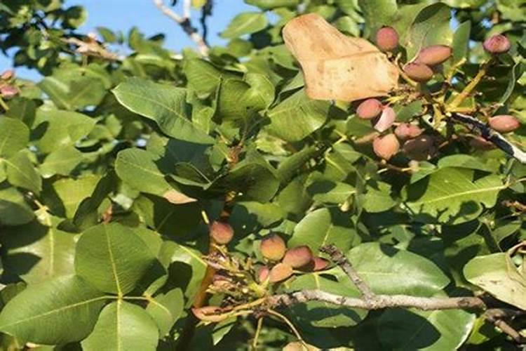 花生用什么叶面肥好 附种植方法