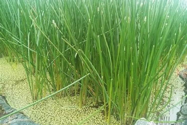 马蹄用什么肥料最大个 附马蹄的种植技术