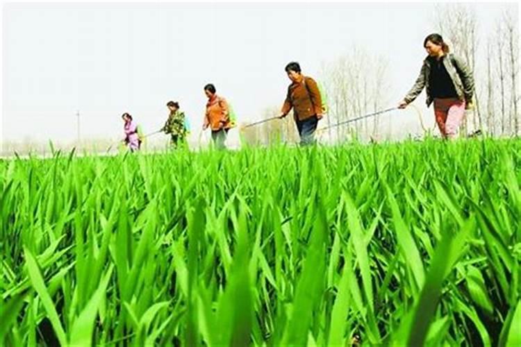 土豆膨大用哪种钾肥好