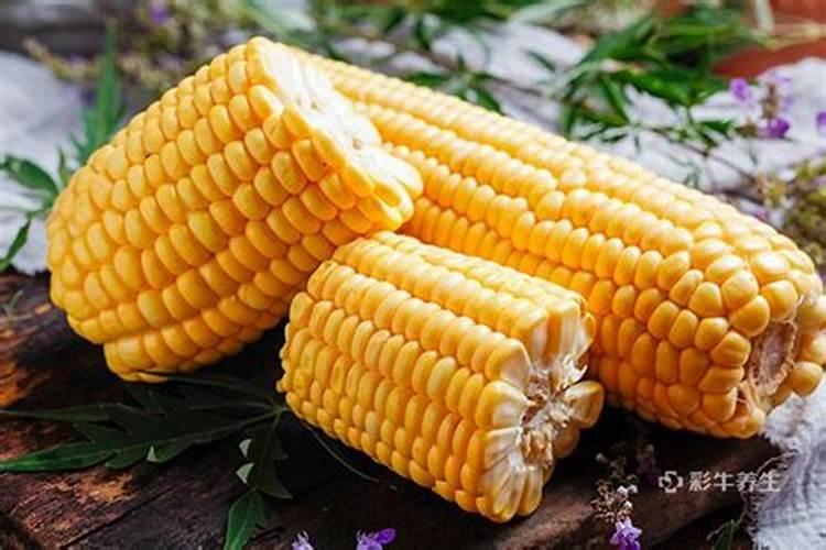 阳台栽培月季花,要怎么护理才能长得好？
