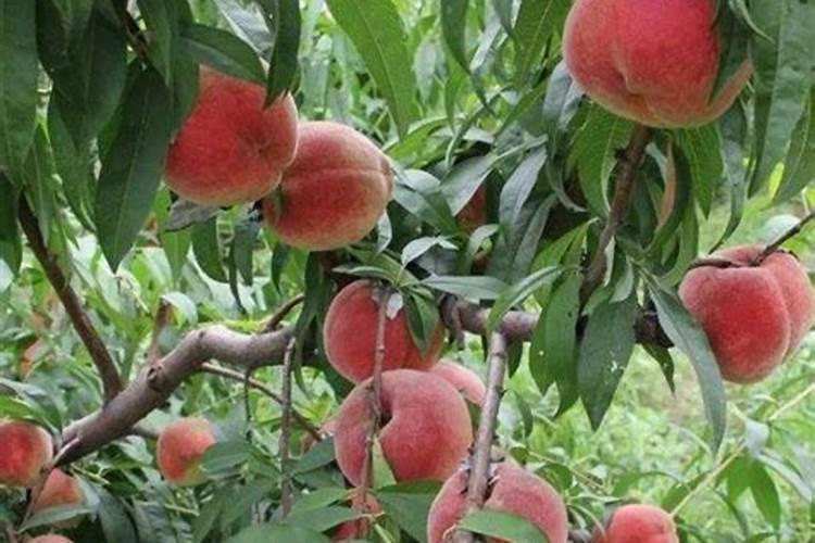 芒果树用什么肥料最好