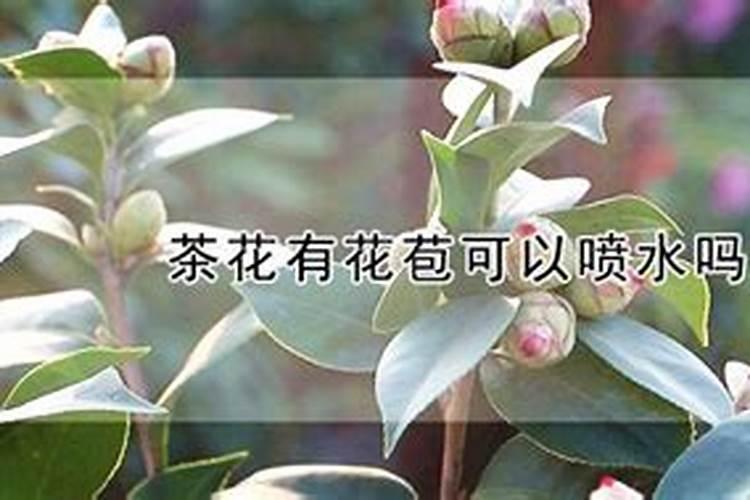 茶花打花苞时怎样施肥