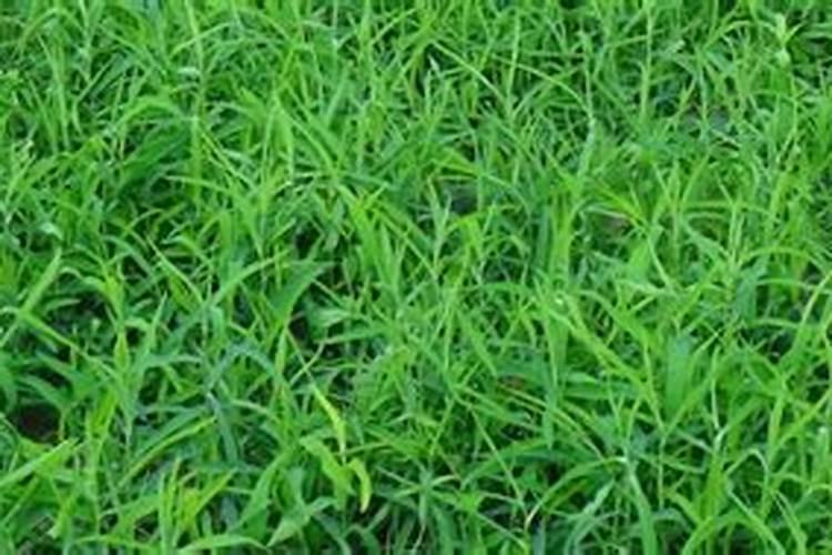 山东碧奥生物科技有限公司怎么样