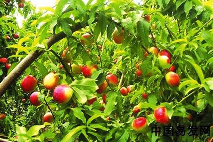 种菠菜什么肥料不能施