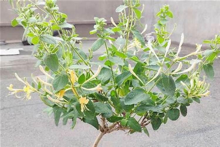 金银花施肥禁忌 金银花养殖方法