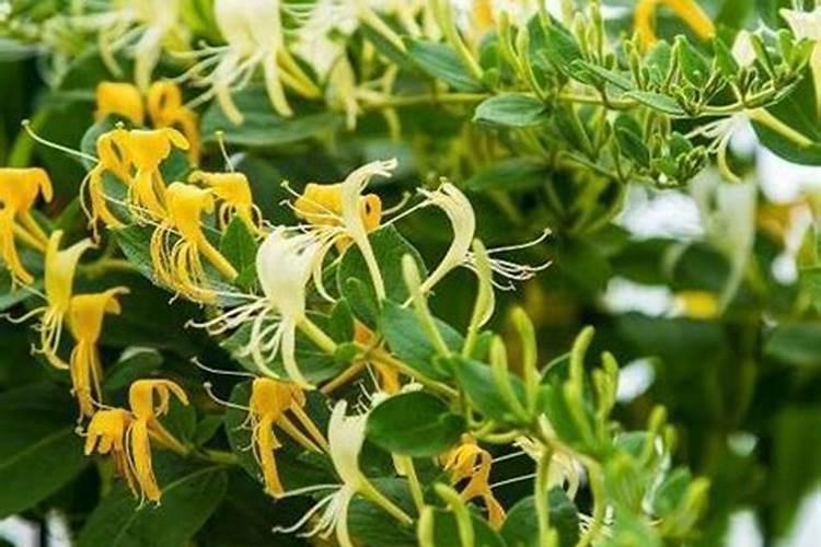 金银花施肥禁忌
