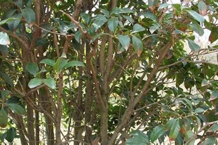 桂花树施什么肥？