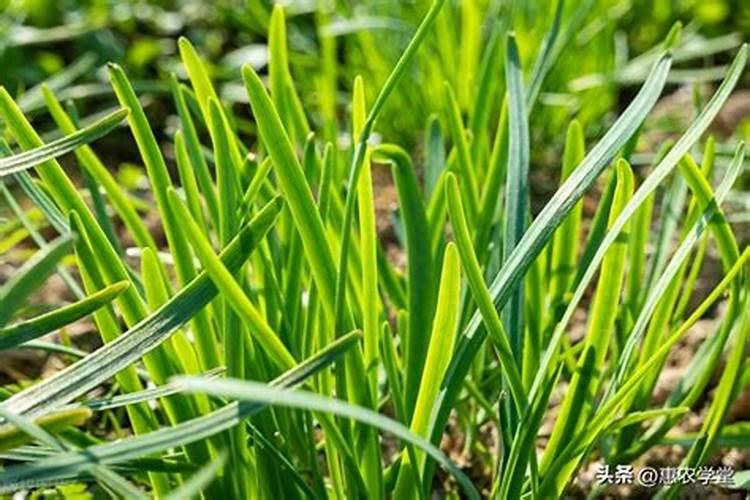 韭菜用啥肥料长的粗壮呢