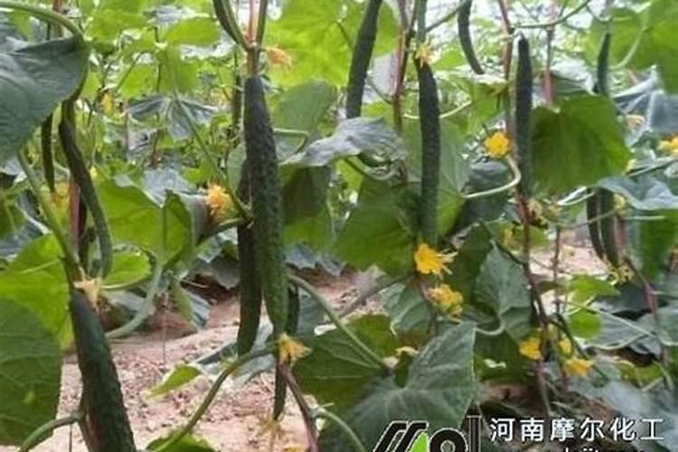 黄瓜施肥的正确方法,施什么肥好