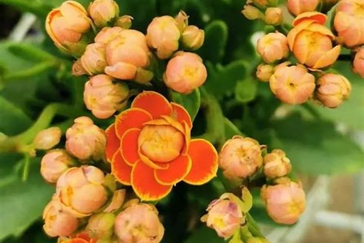 长寿花打包时可以施肥吗？施什么肥