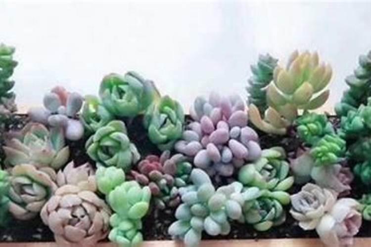 多肉施肥施什么肥 多肉施肥可以施什么肥