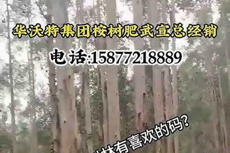 2年半的桉树被台风吹弯了,会自动直吗？ 弯腰处5米以上