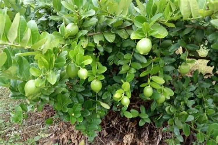 香水柠檬种植注意事项 香水柠檬怎么养护