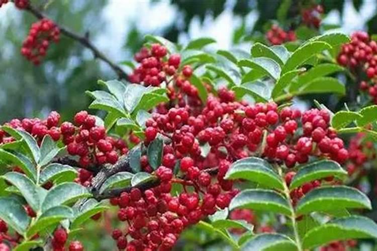 花椒的施肥时间 花椒树什么时候施肥好