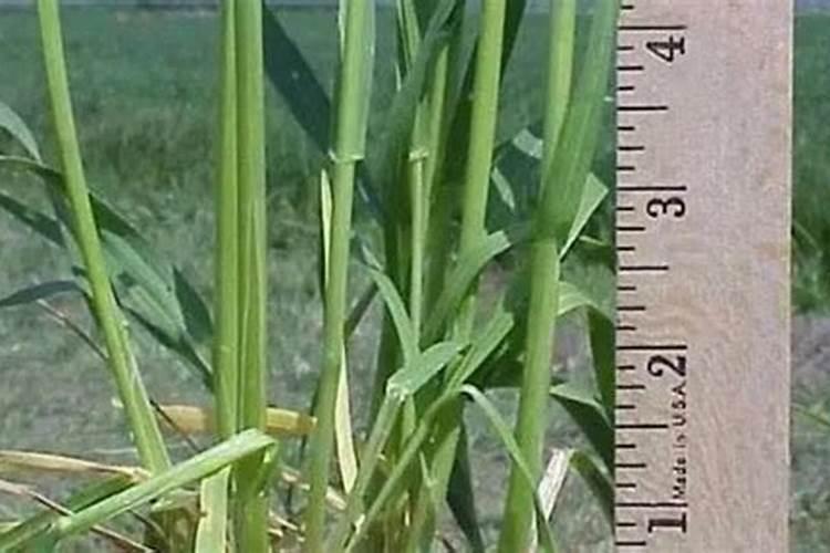 小麦拔节肥什么时候施