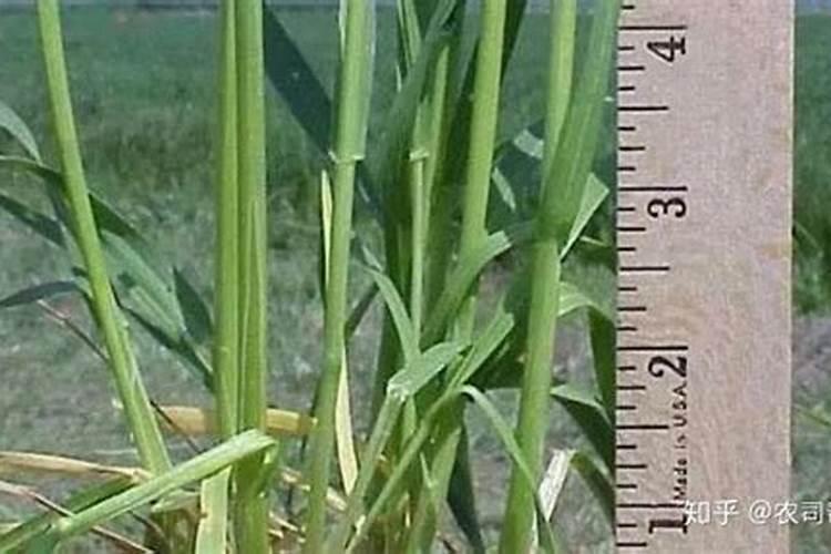种植小麦哪时候施肥合适 小麦什么时候施肥好