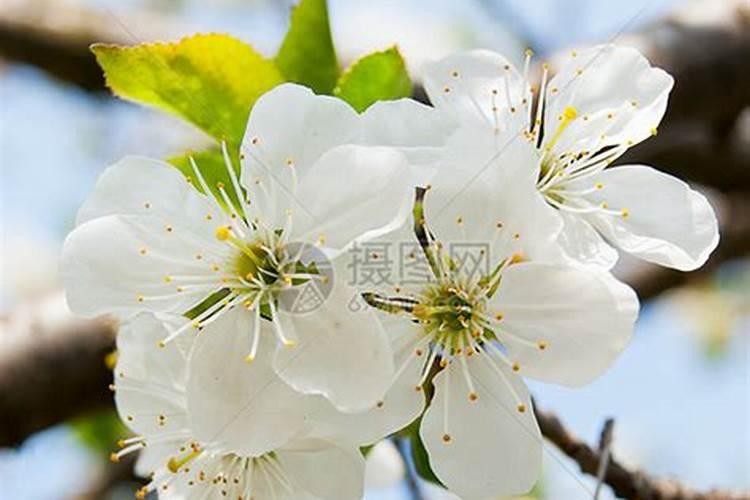 樱桃花期喷什么药坐果
