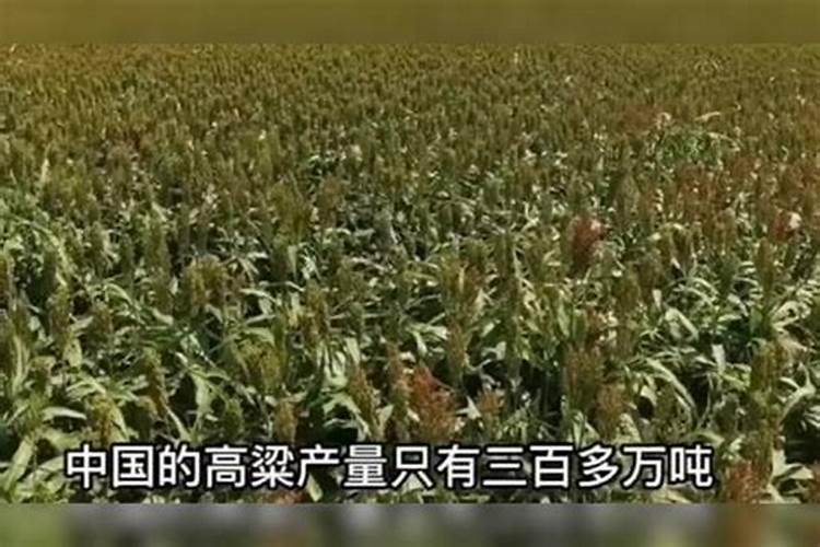 为什么高粱要尽量少吃？